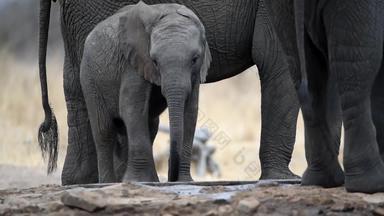 大象小腿荒野